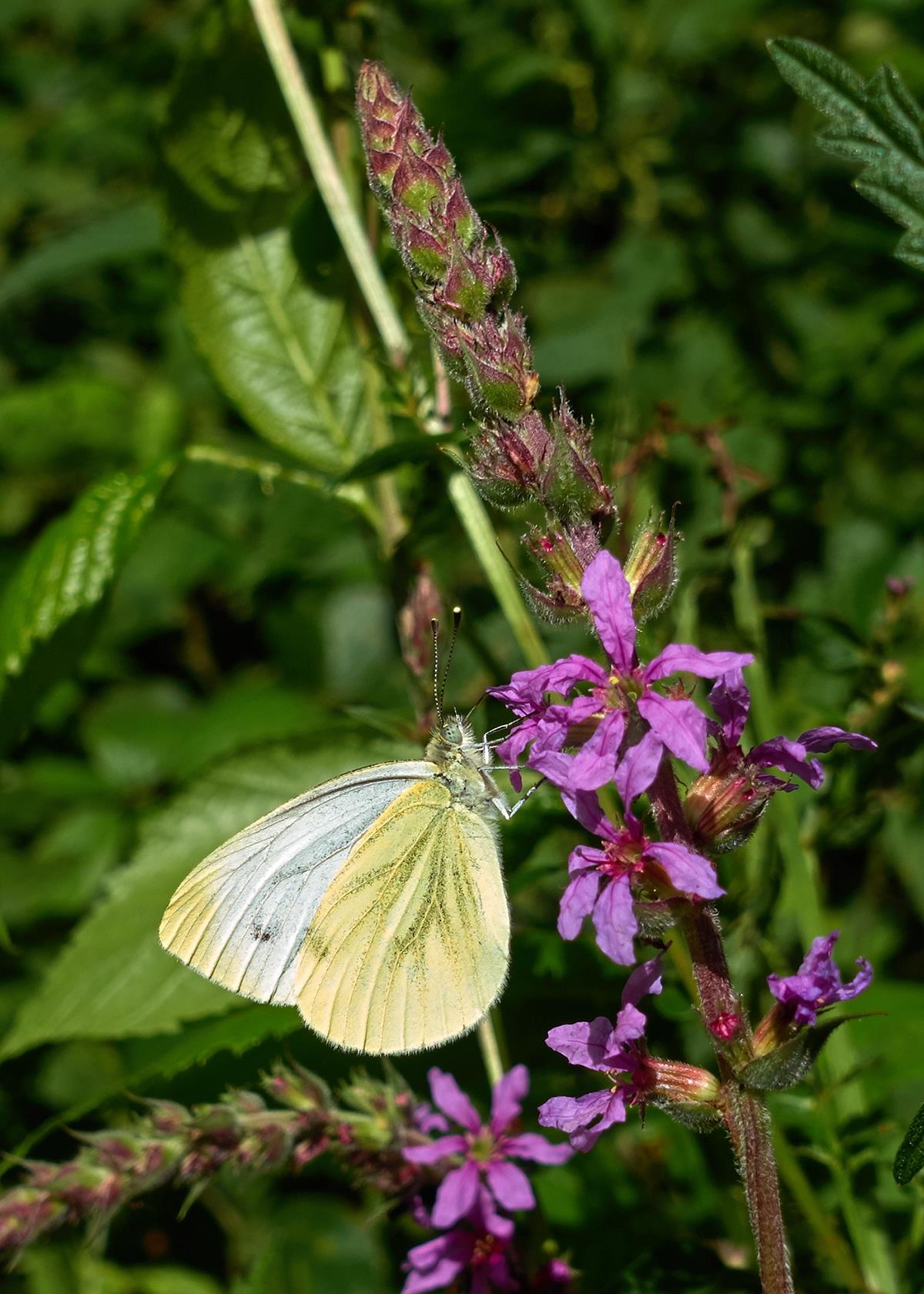 Lythrum salicaria (door Ab H. Baas)