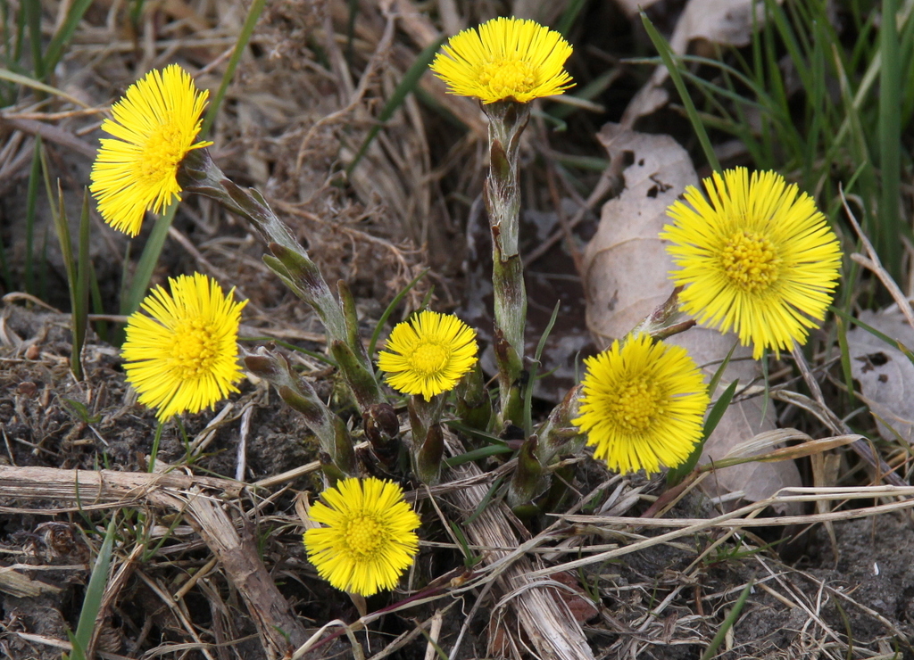 Tussilago farfara (door Peter Meininger)