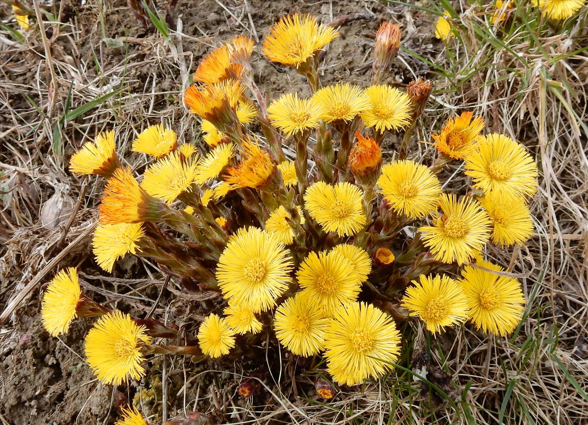 Tussilago farfara (door Peter Meininger)