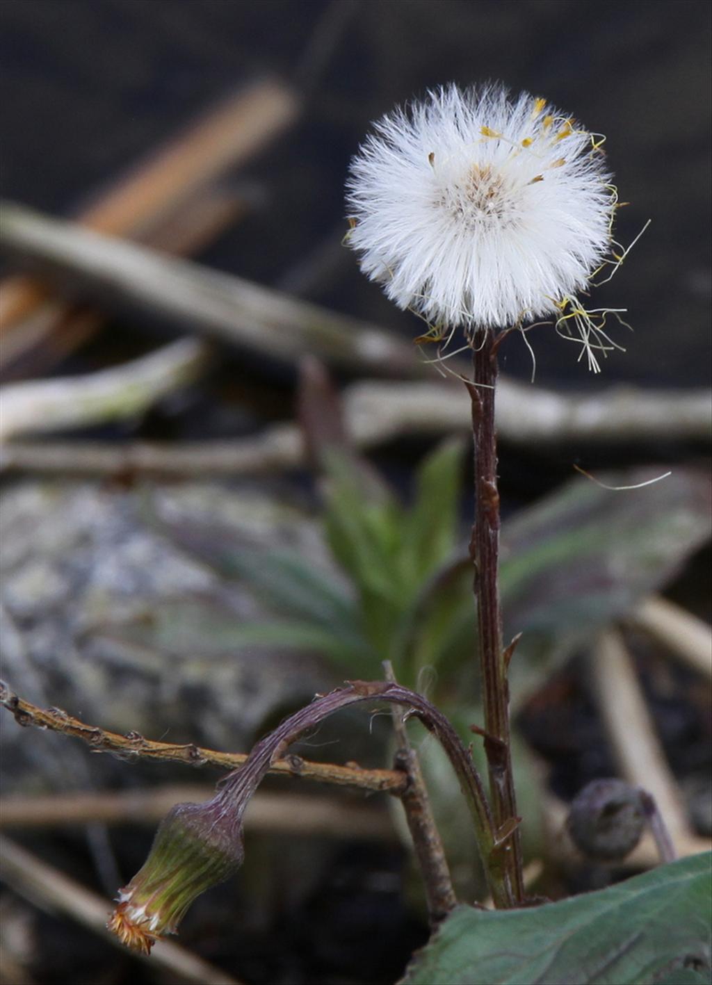 Tussilago farfara (door Peter Meininger)