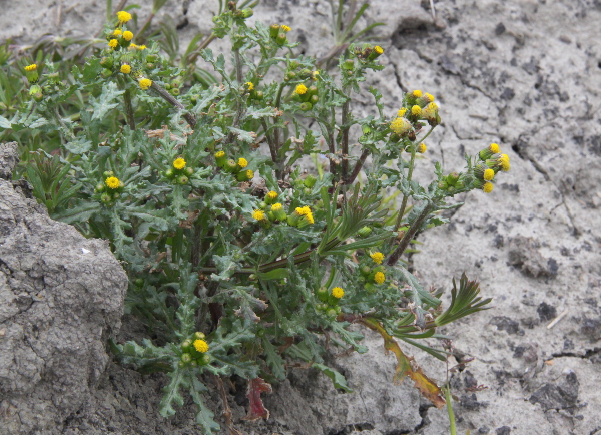 Senecio vulgaris (door Peter Meininger)