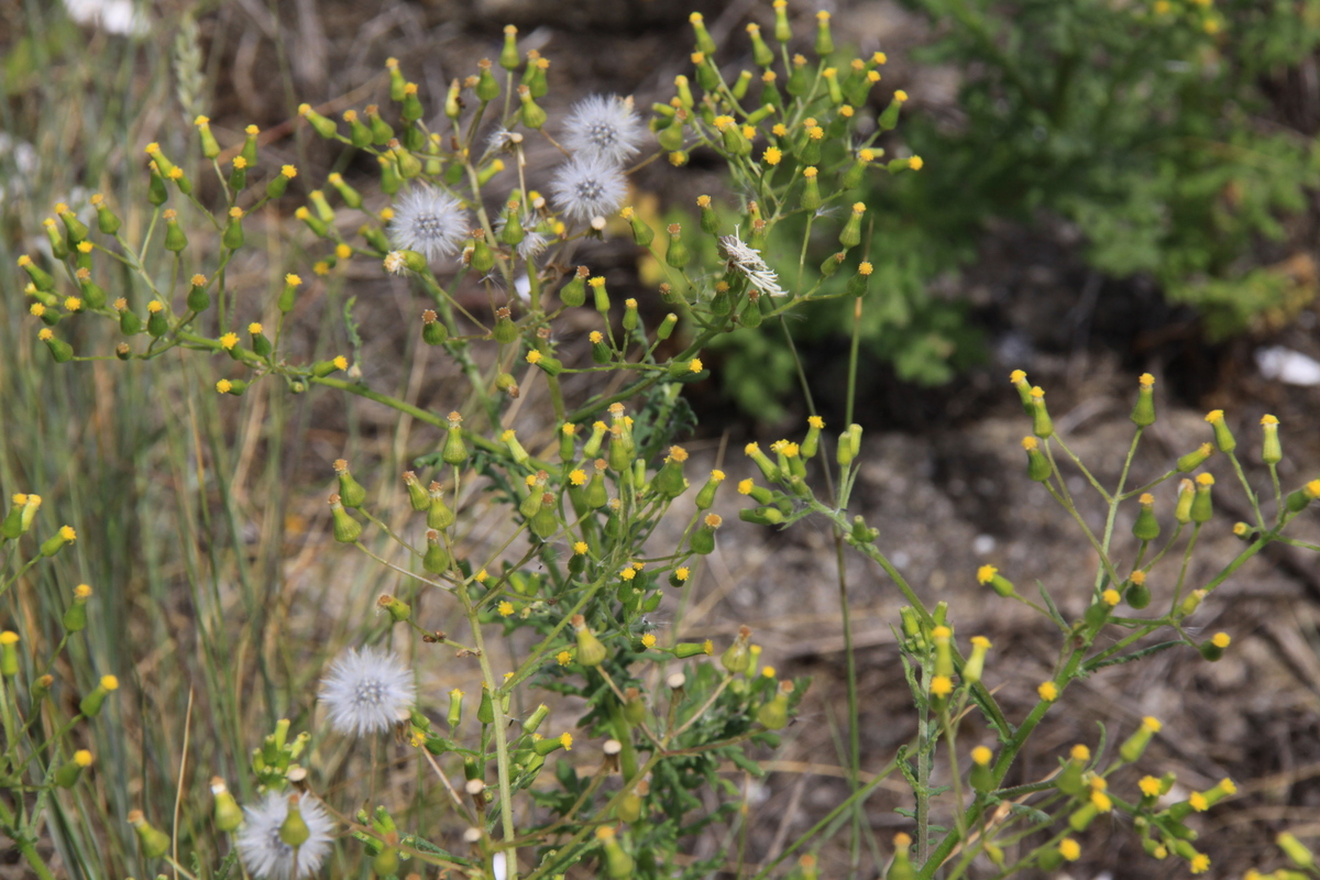 Senecio vulgaris (door Peter Meininger)