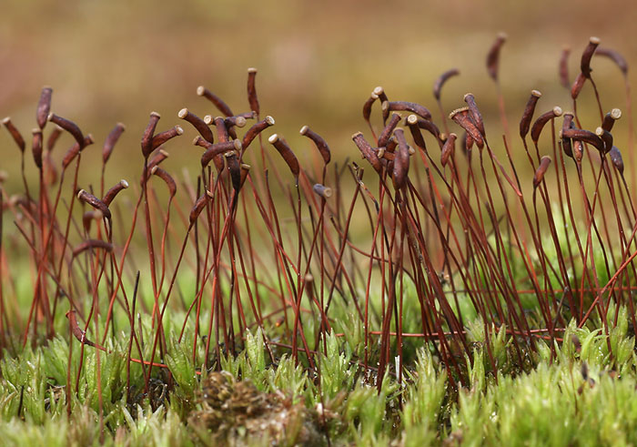 Atrichum undulatum (door Richard Gerritsen)