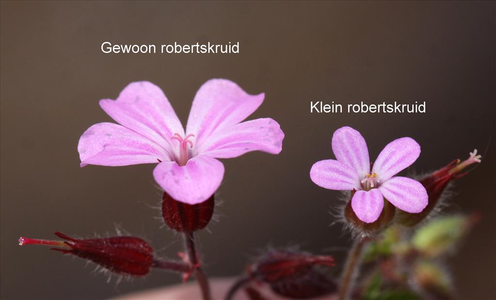 Geranium purpureum (door Peter Meininger)