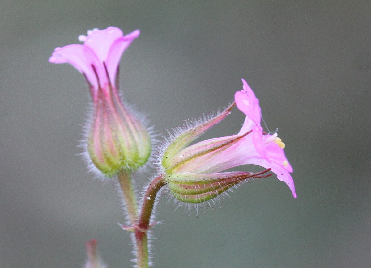 Geranium purpureum (door Peter Meininger)