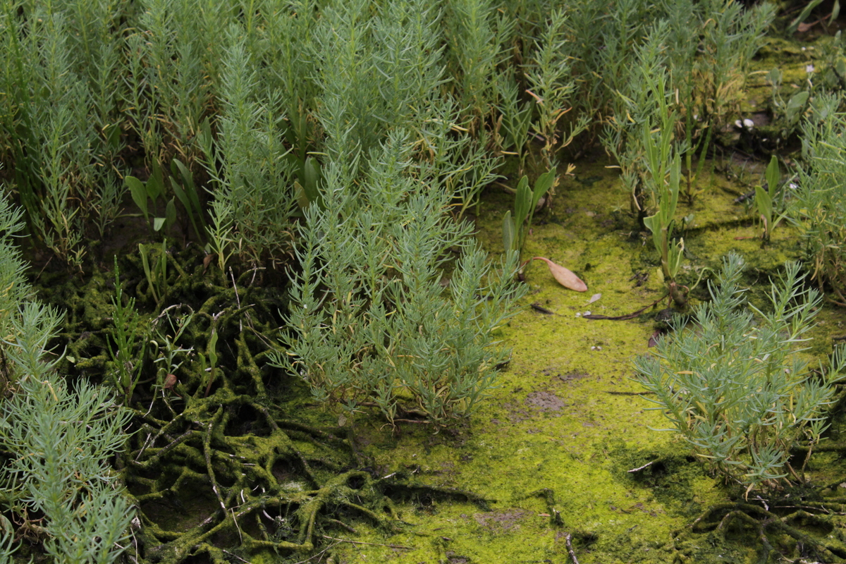 Suaeda maritima (door Peter Meininger)