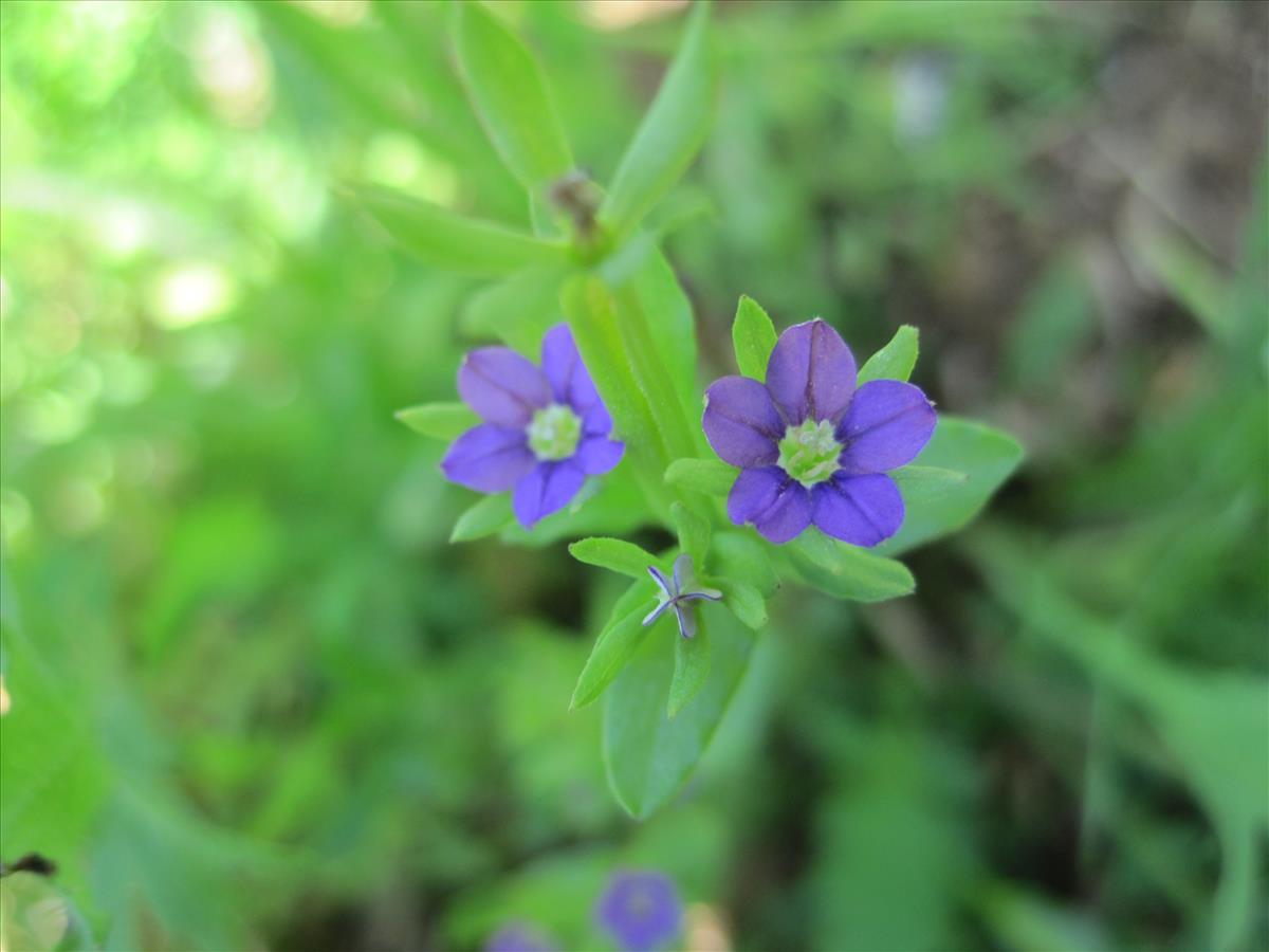 Legousia hybrida (door Grada Menting)