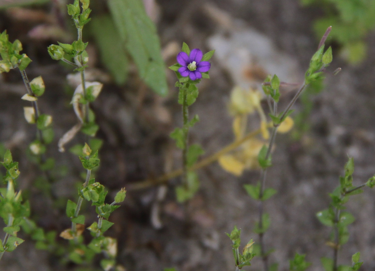 Legousia hybrida (door Peter Meininger)