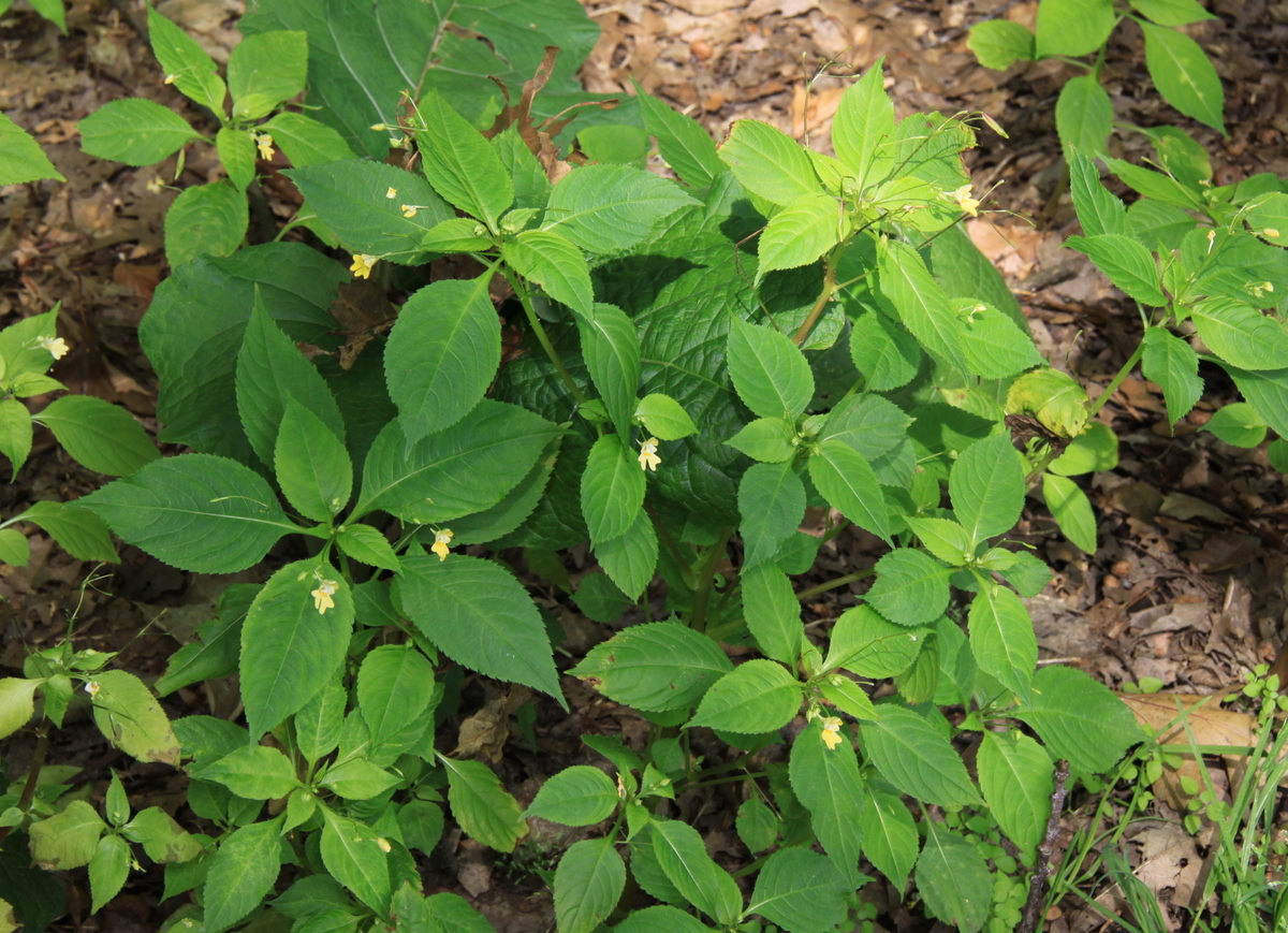 Impatiens parviflora (door Peter Meininger)