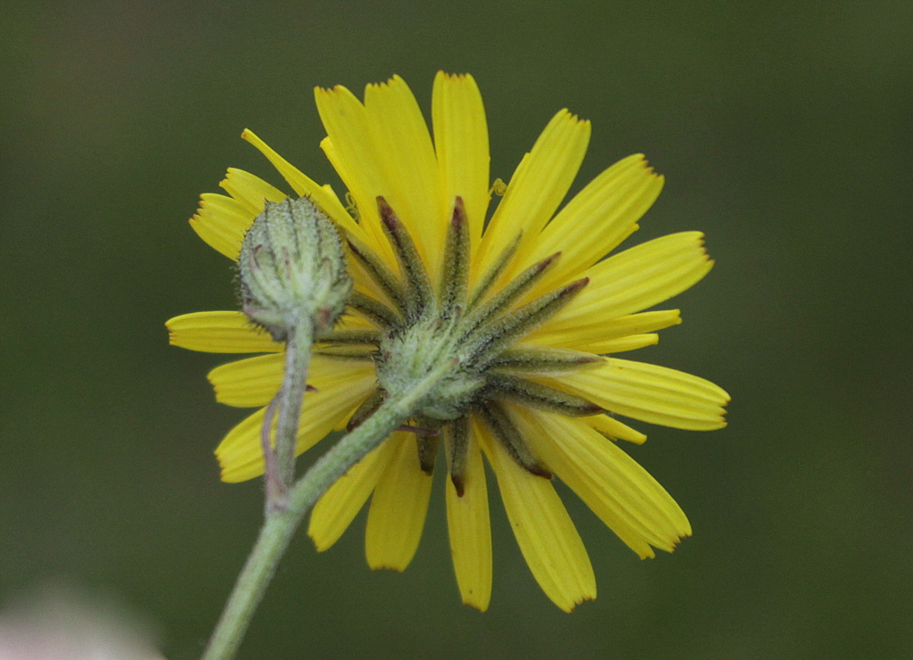 Crepis capillaris (door Peter Meininger)