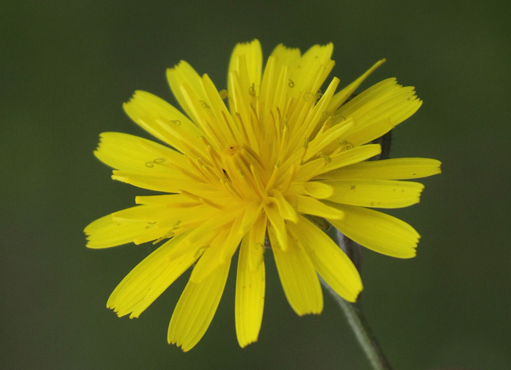 Crepis capillaris (door Peter Meininger)