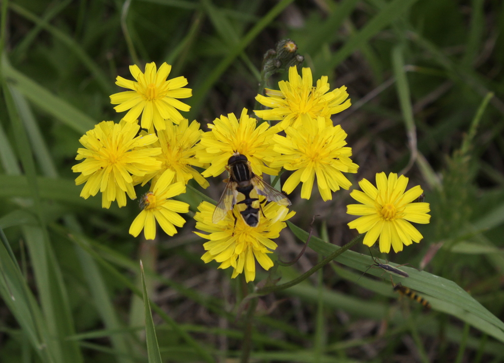 Crepis capillaris (door Peter Meininger)