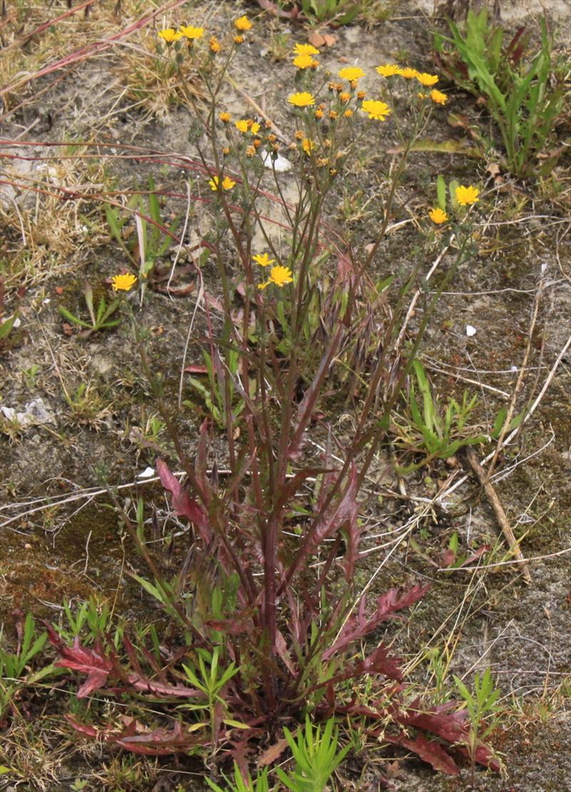 Crepis capillaris (door Peter Meininger)