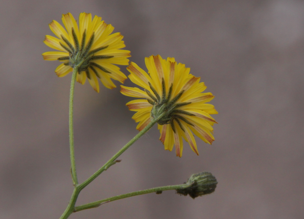 Crepis capillaris (door Peter Meininger)