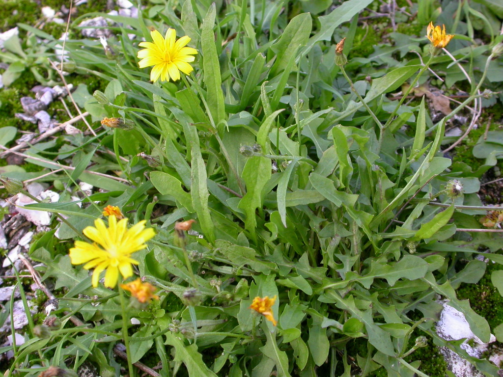 Crepis capillaris (door Peter Meininger)