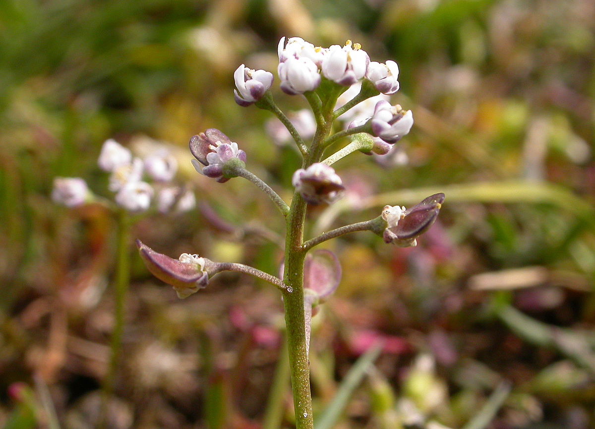 Teesdalia nudicaulis (door Peter Meininger)