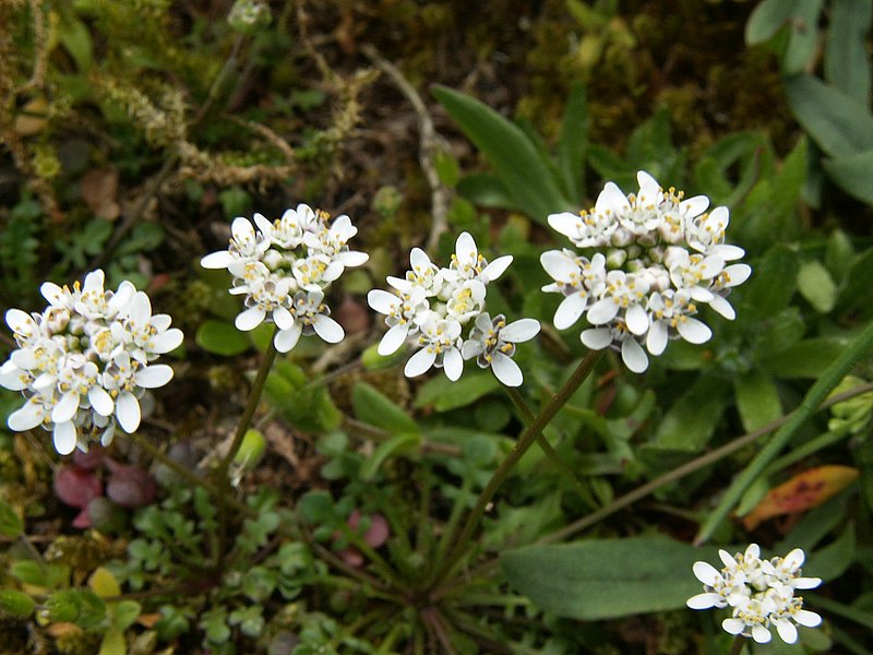 Teesdalia nudicaulis (door Han Beeuwkes)