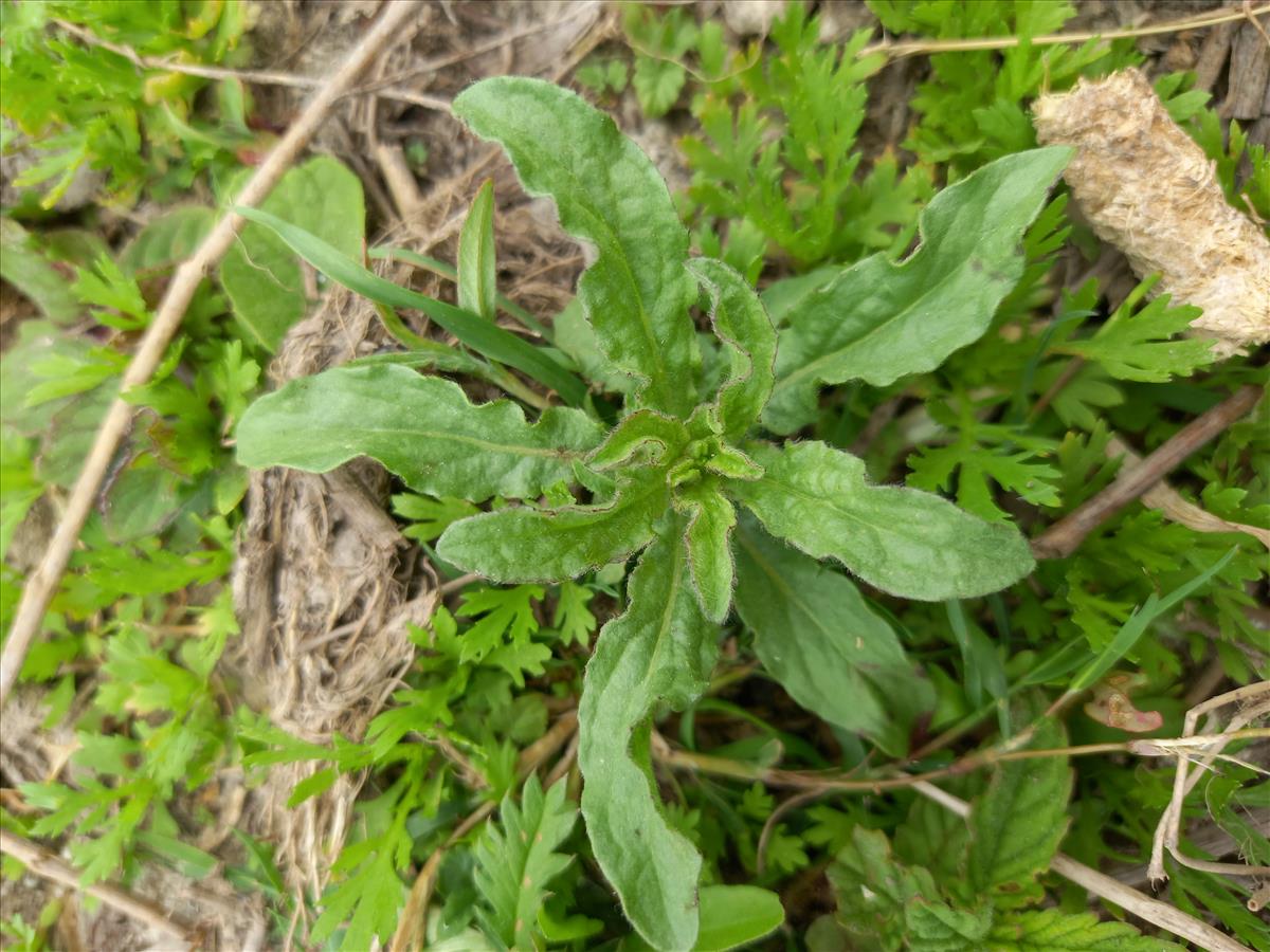 Pulicaria vulgaris (door Edwin Dijkhuis)