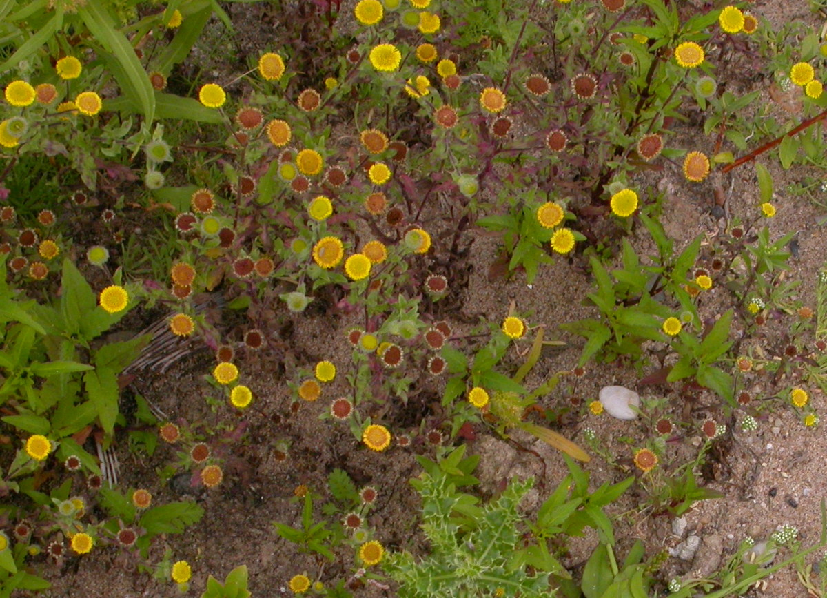 Pulicaria vulgaris (door Peter Meininger)