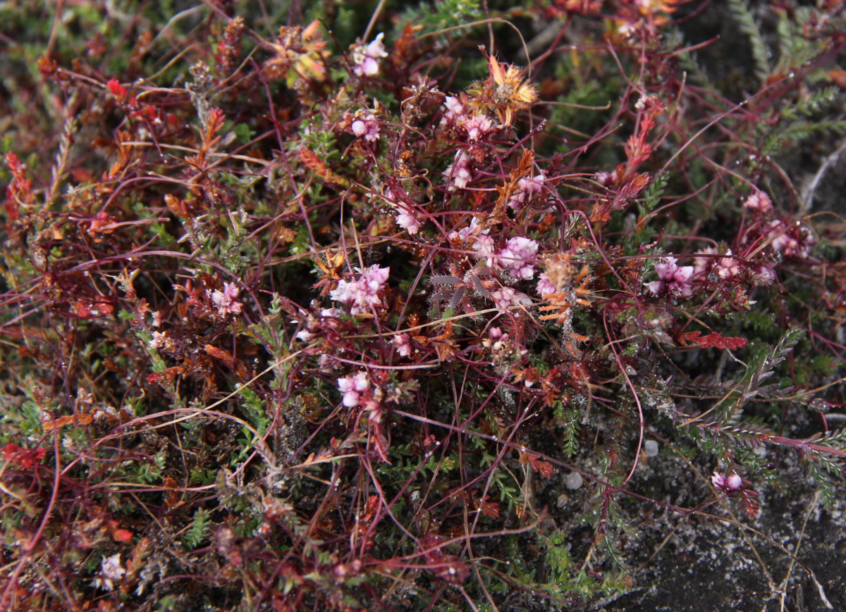 Cuscuta epithymum (door Peter Meininger)