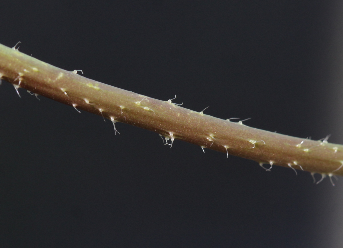 Malva pusilla (door Peter Meininger)