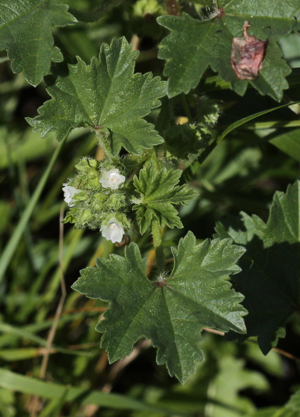 Malva pusilla (door Peter Meininger)