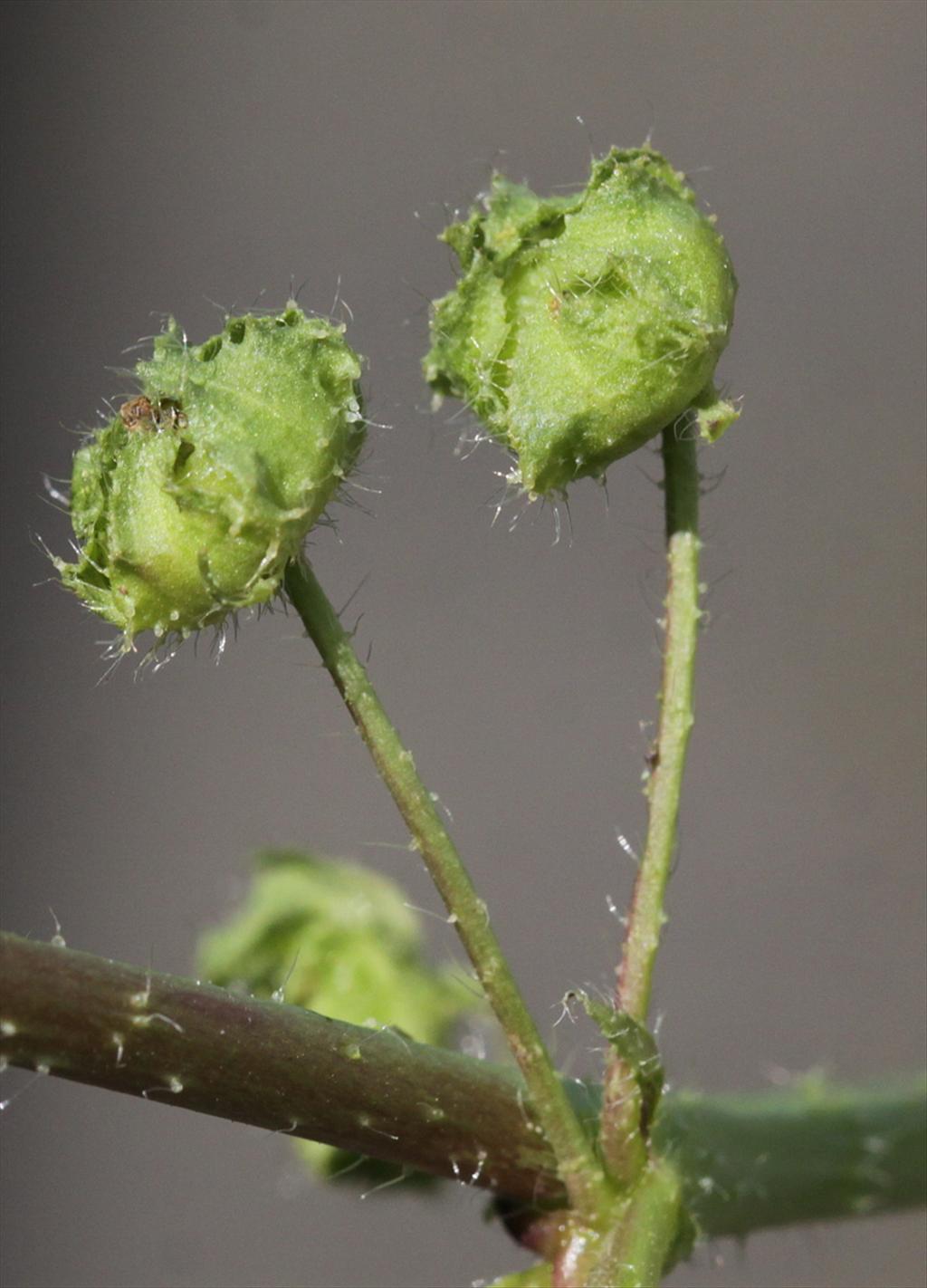 Malva pusilla (door Peter Meininger)