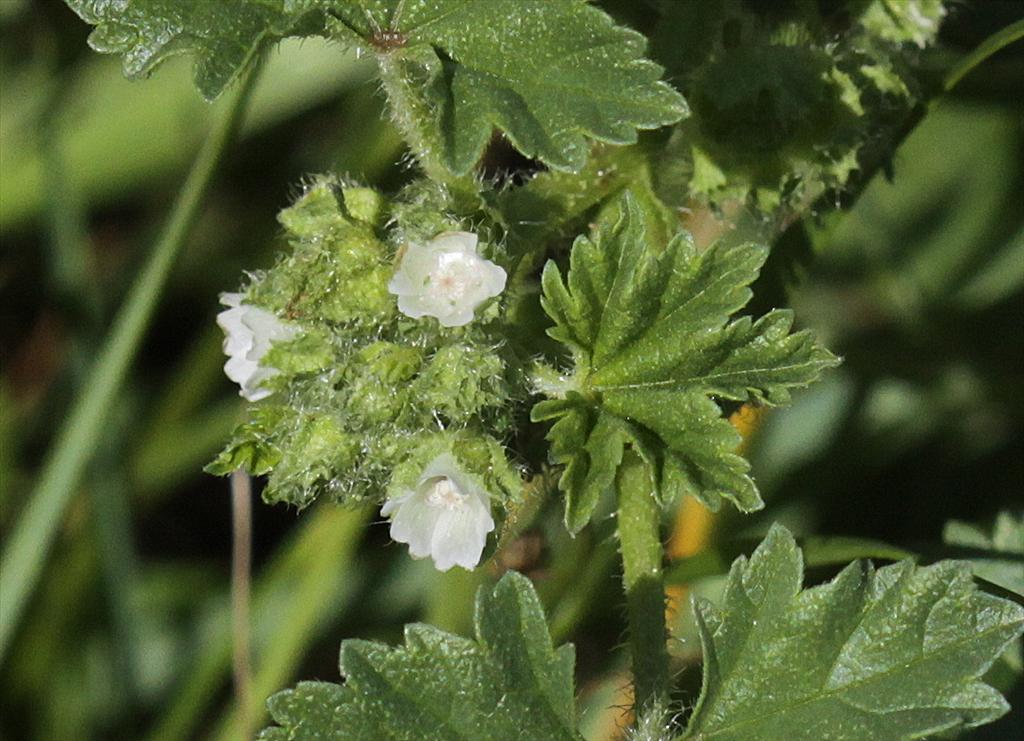 Malva pusilla (door Peter Meininger)