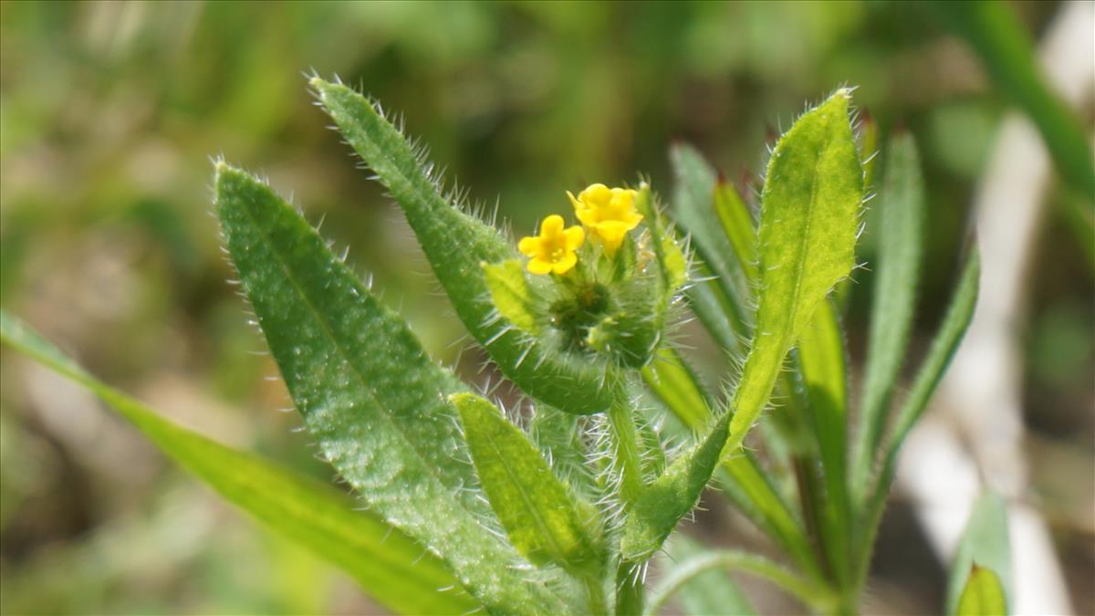 Amsinckia micrantha (door Jannie Adema)