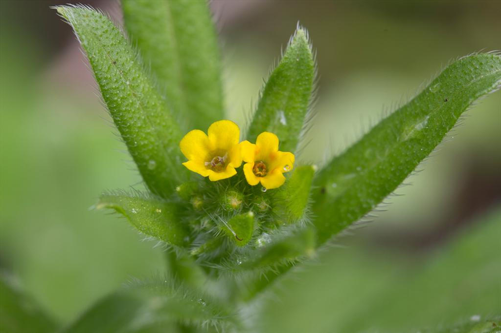 Amsinckia micrantha (door Valentine Kalwij)