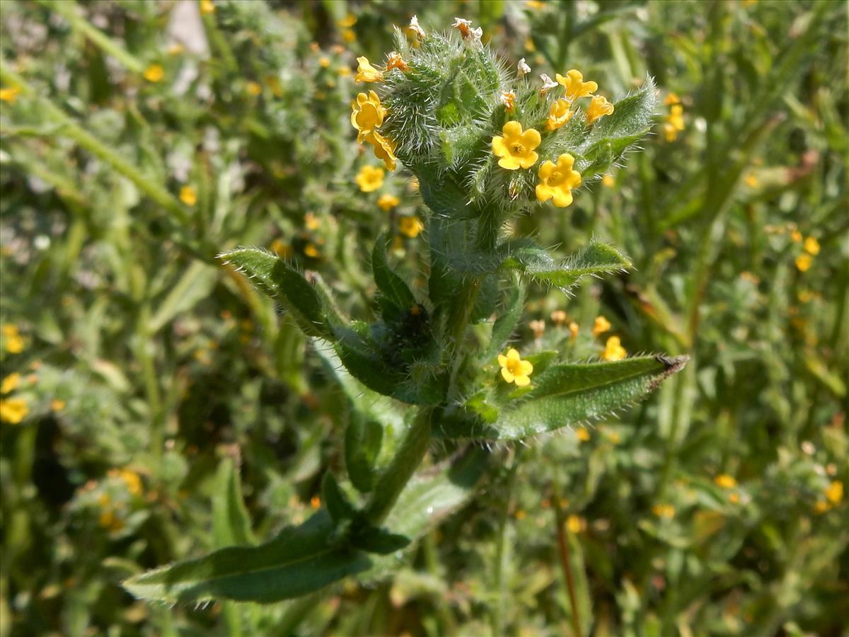 Amsinckia micrantha (door Peter Meininger)