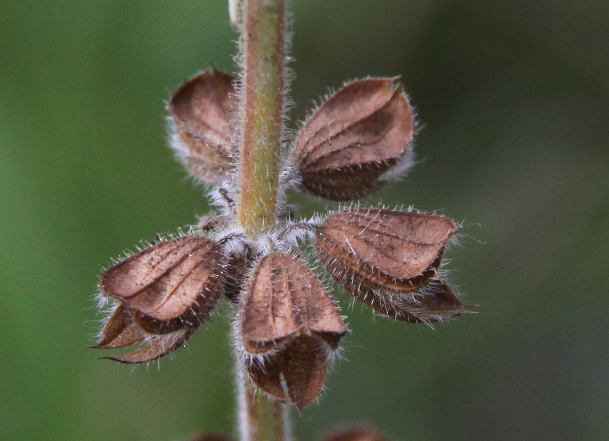 Salvia verbenaca (door Peter Meininger)