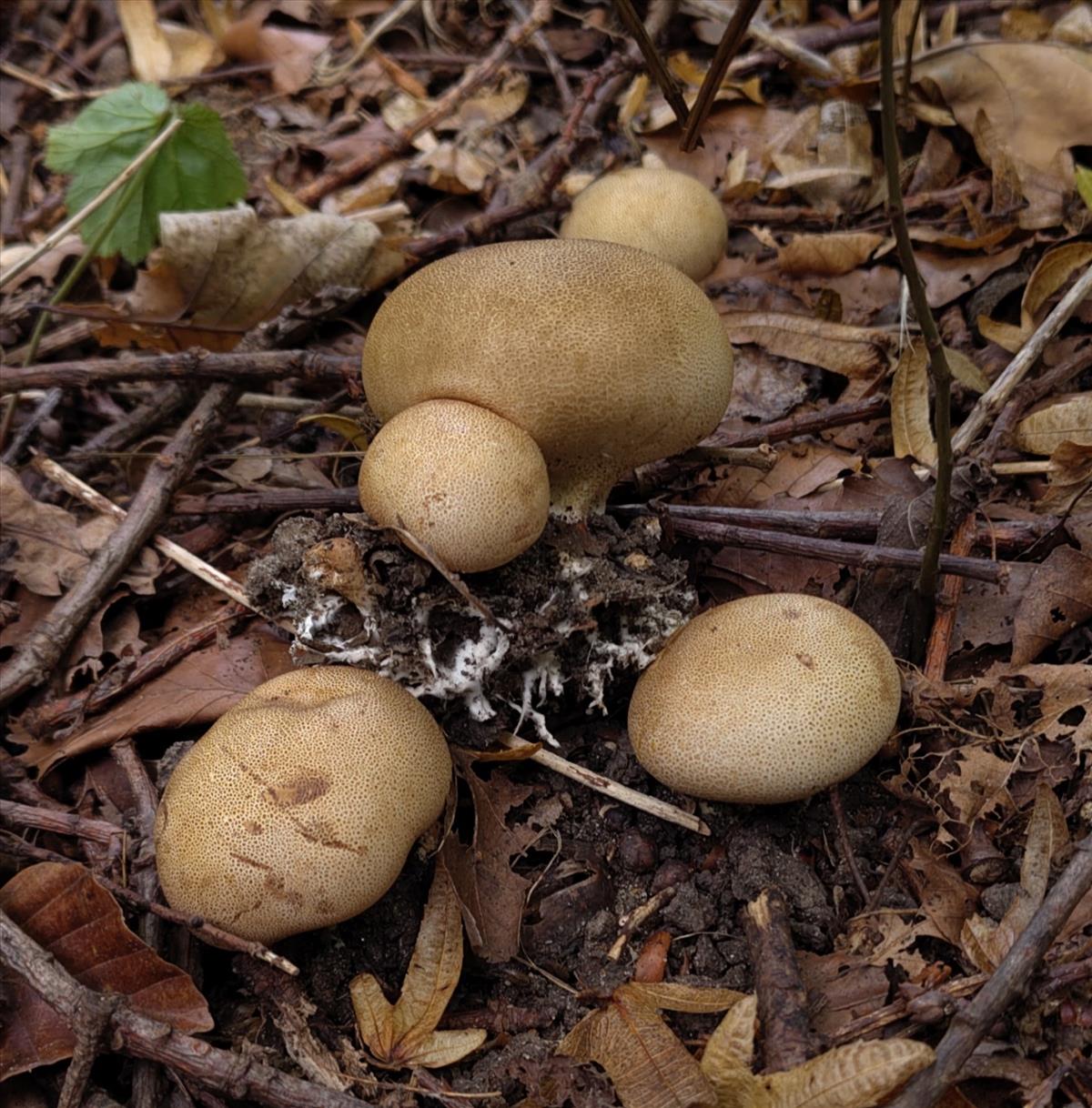 Scleroderma areolatum (door Aldert Gutter)