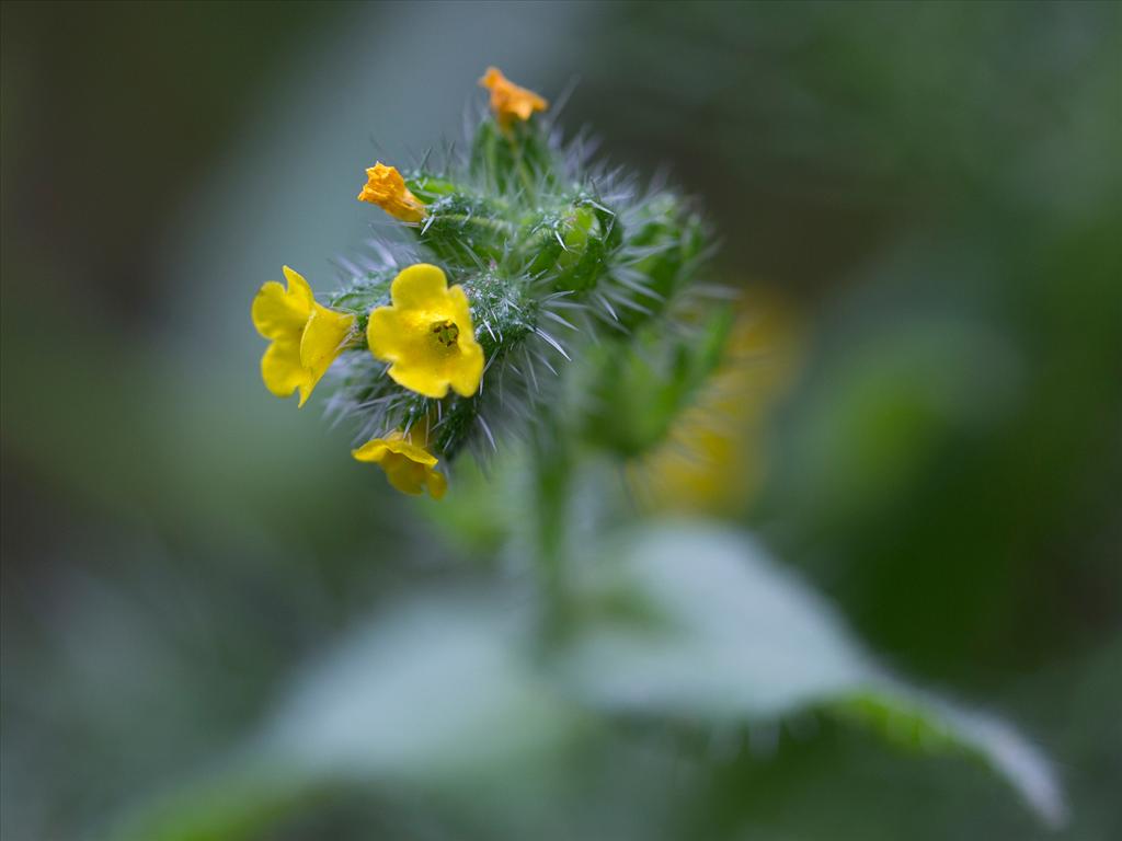 Amsinckia micrantha (door Valentine Kalwij)