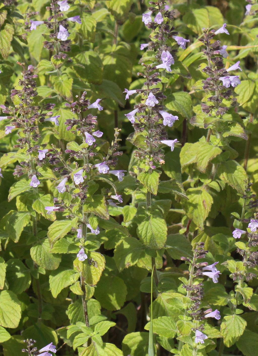 Clinopodium calamintha (door Peter Meininger)