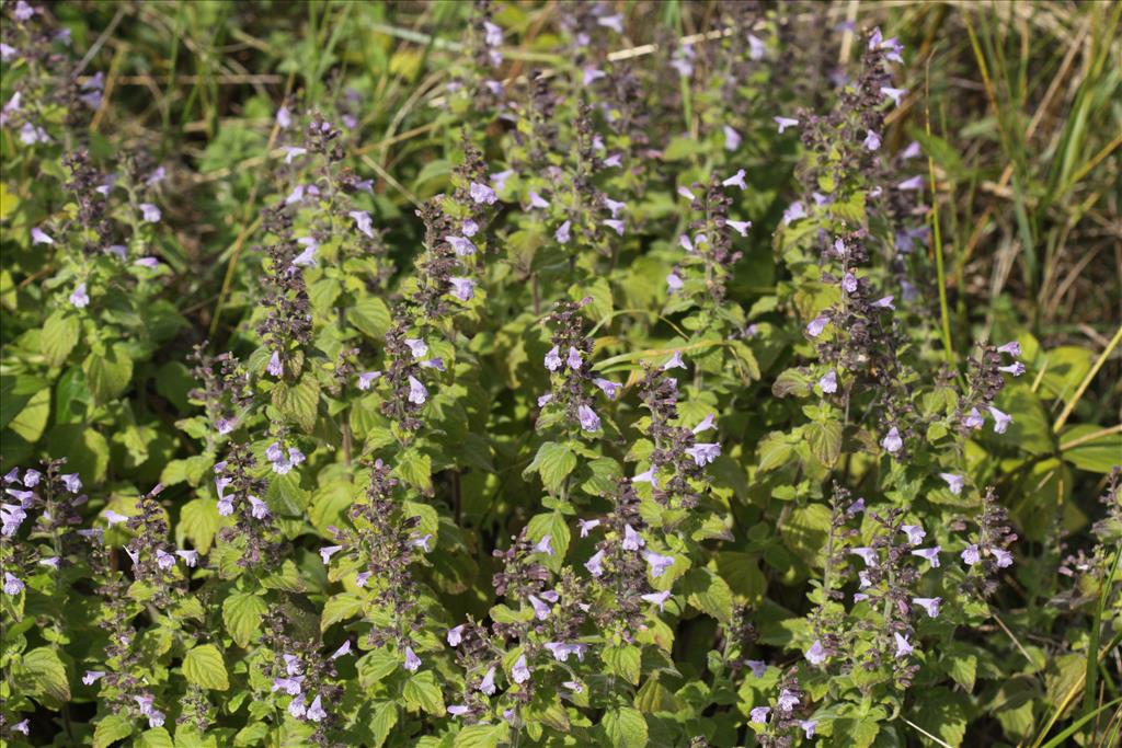 Clinopodium calamintha (door Peter Meininger)