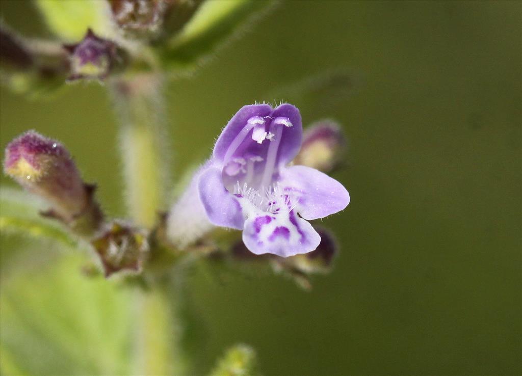 Clinopodium calamintha (door Peter Meininger)