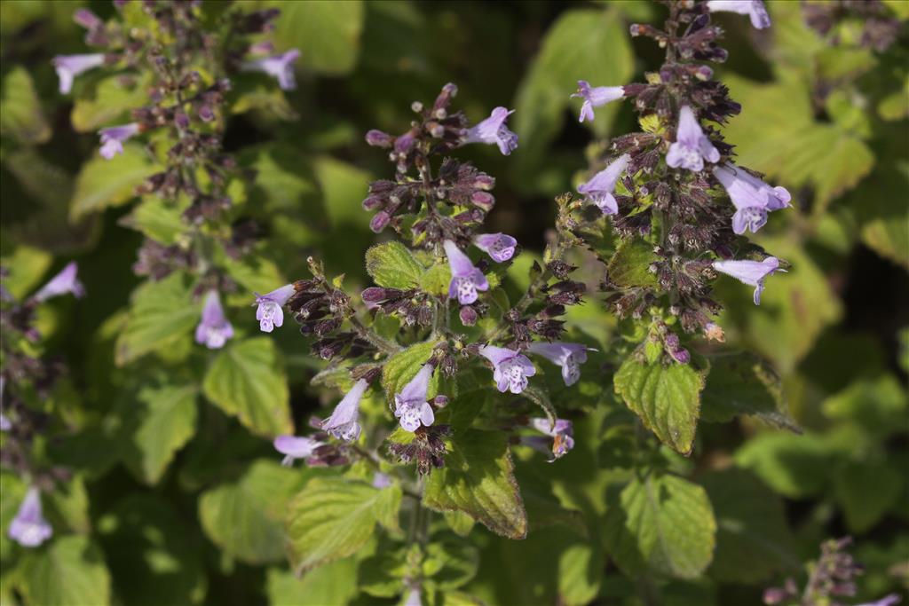 Clinopodium calamintha (door Peter Meininger)