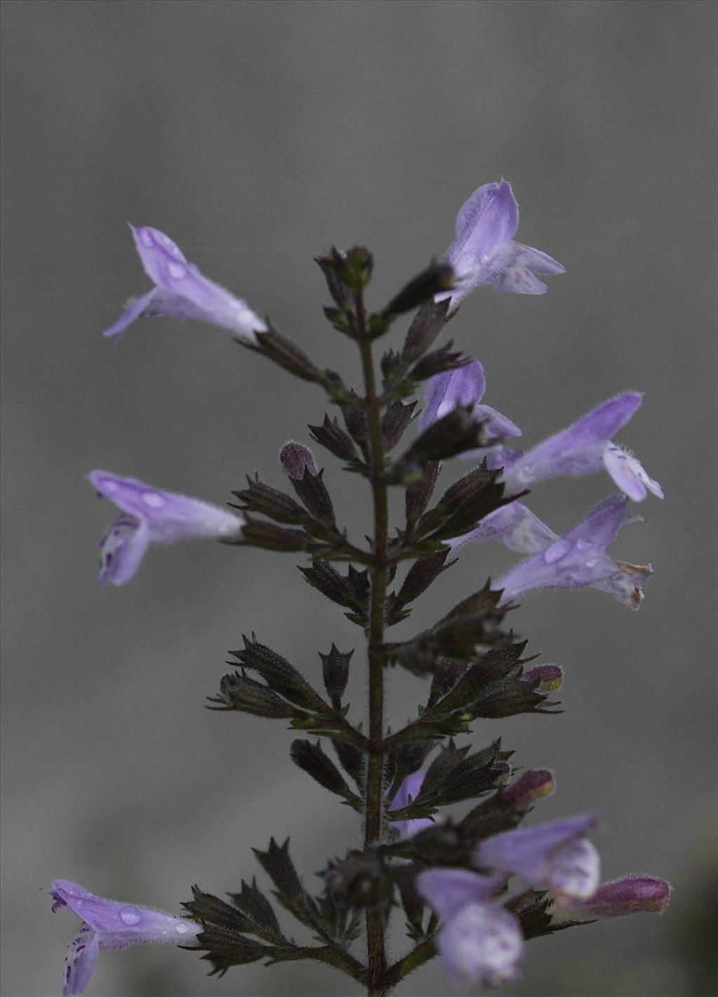 Clinopodium calamintha (door Peter Meininger)