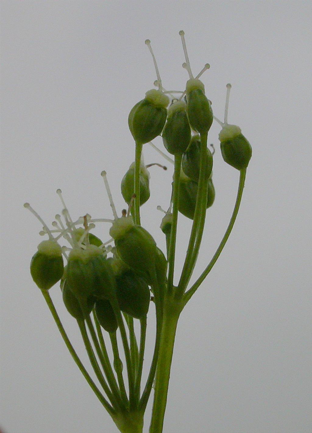 Pimpinella major (door Peter Meininger)