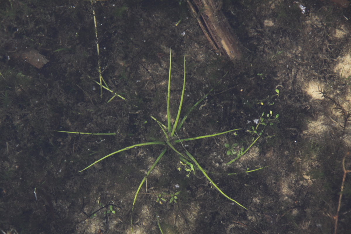 Isoetes echinospora (door Peter Meininger)