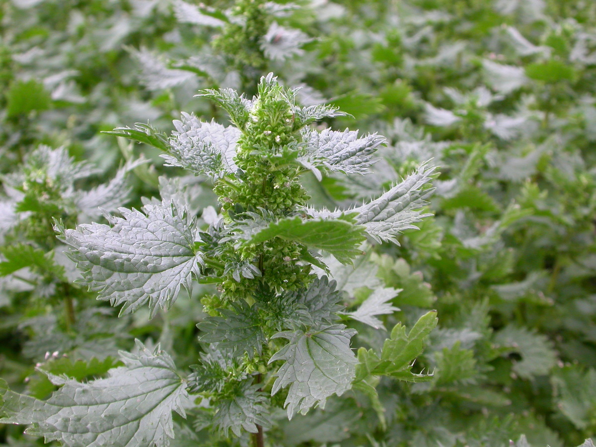 Urtica urens (door Peter Meininger)