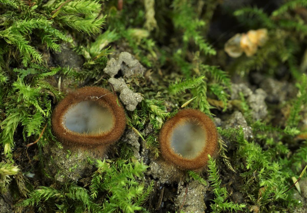 Humaria hemisphaerica (door jelle bakker)