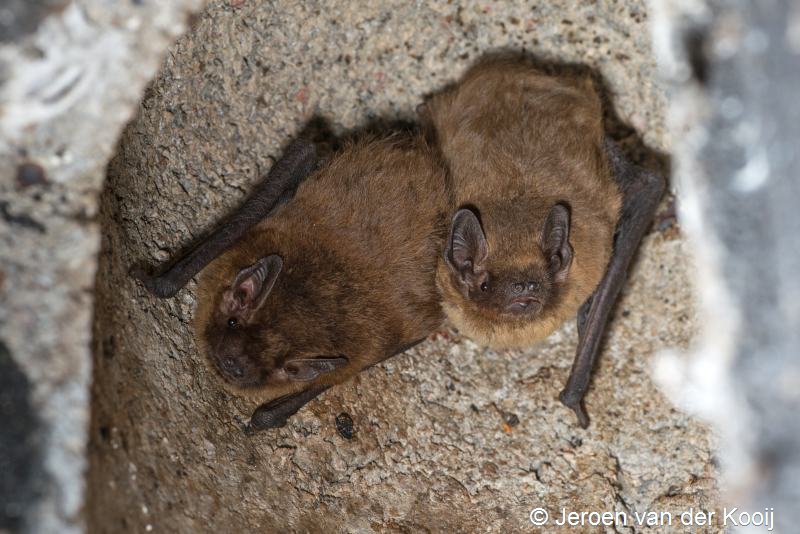 Pipistrellus pygmaeus (door Jeroen van der Kooij)