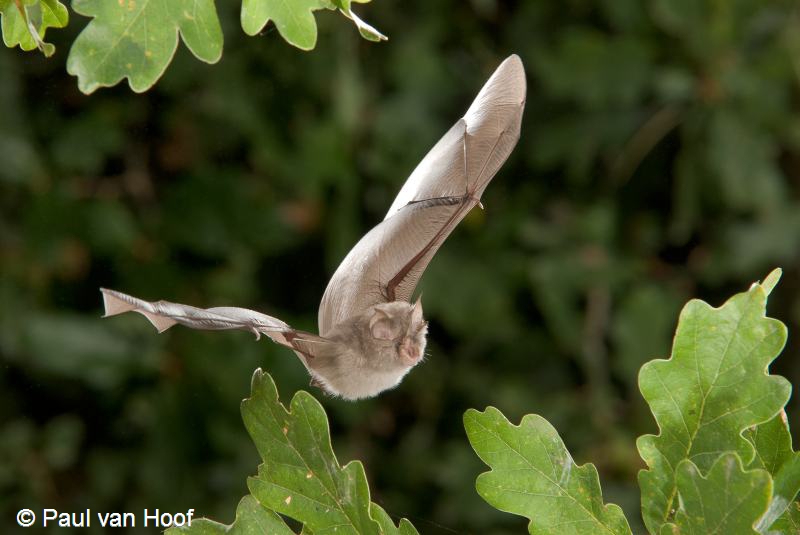 Rhinolophus hipposideros (door Paul van Hoof)