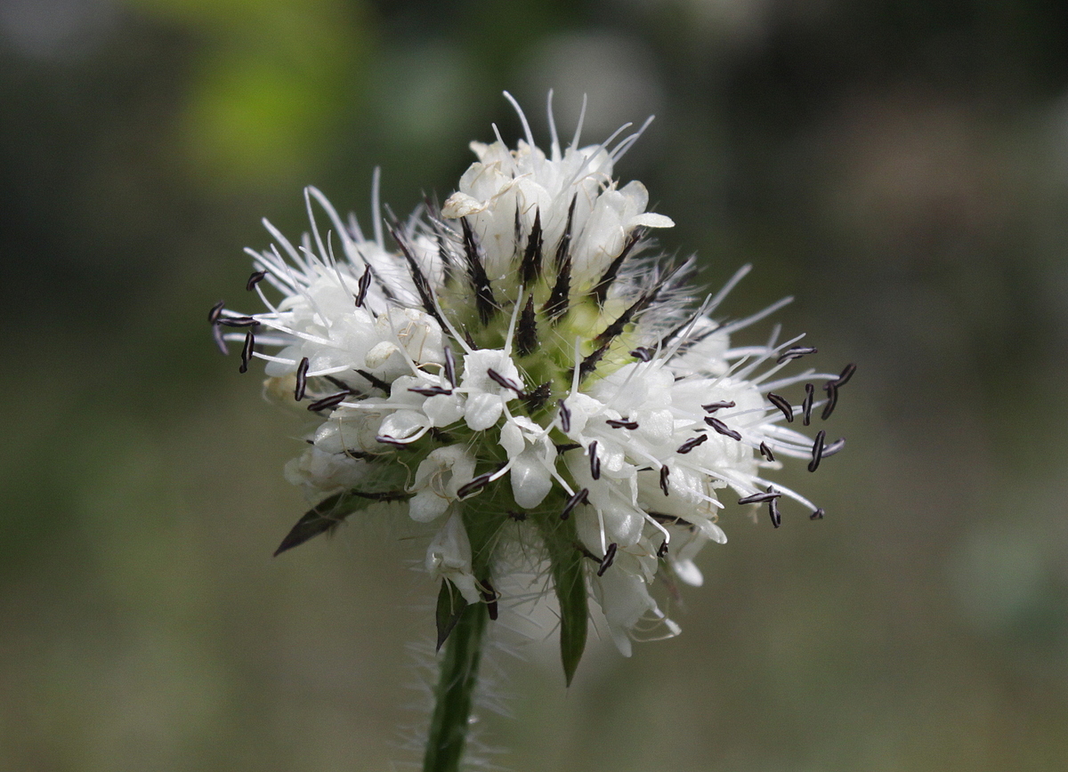 Dipsacus pilosus (door Peter Meininger)