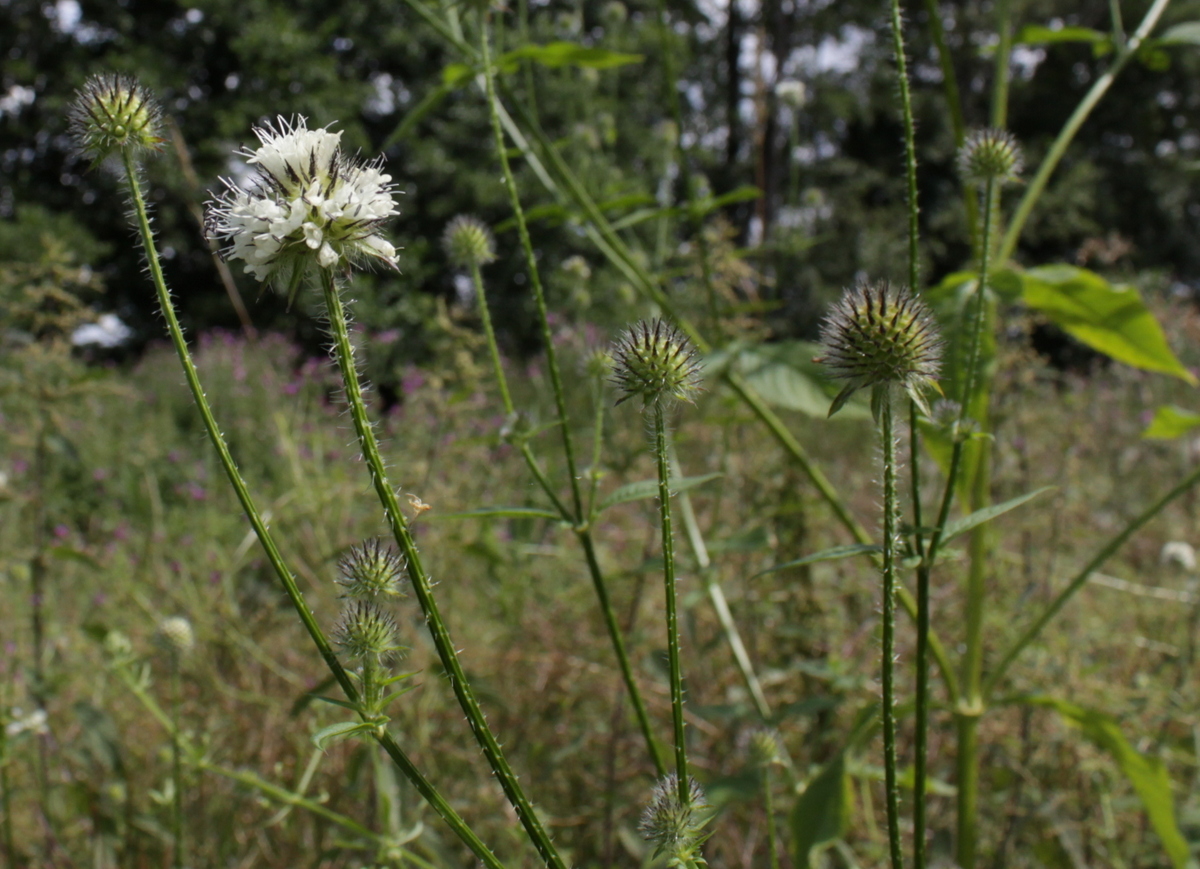 Dipsacus pilosus (door Peter Meininger)