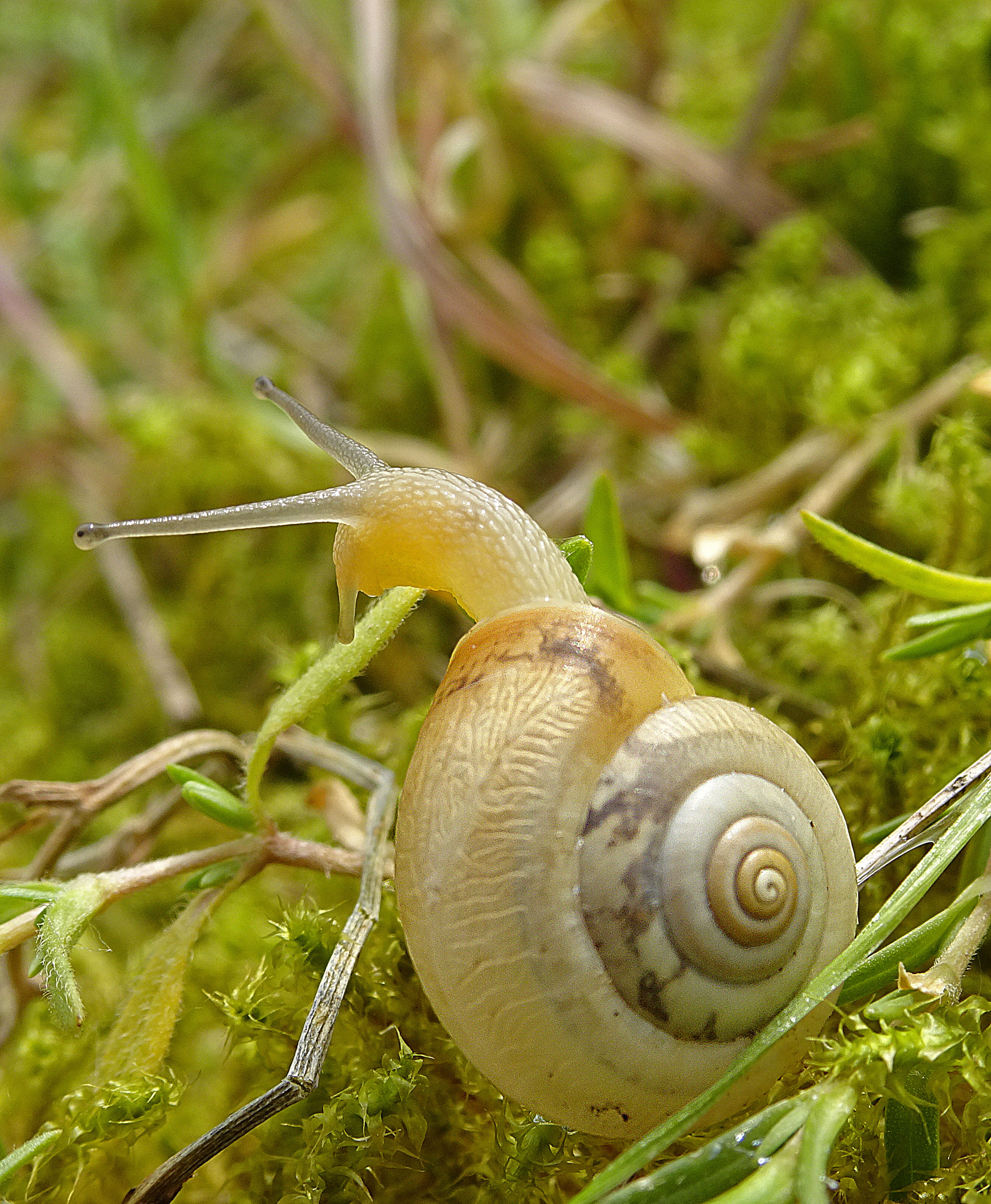 Monacha cartusiana (door Adriaan Gmelig Meyling)