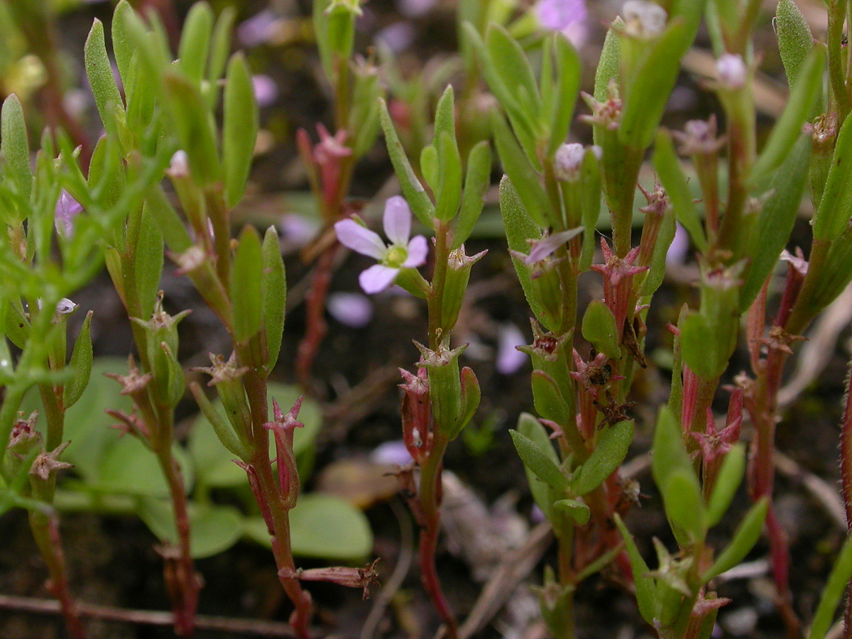 Lythrum hyssopifolia (door Peter Meininger)