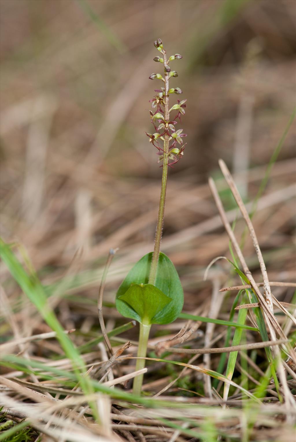 Neottia cordata (door Cees van Roozendaal)